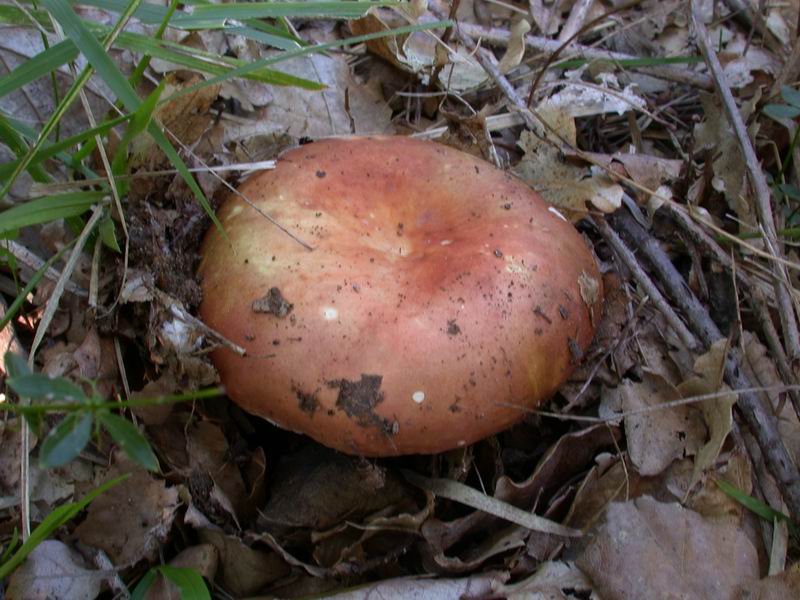 Russule per gli amici....